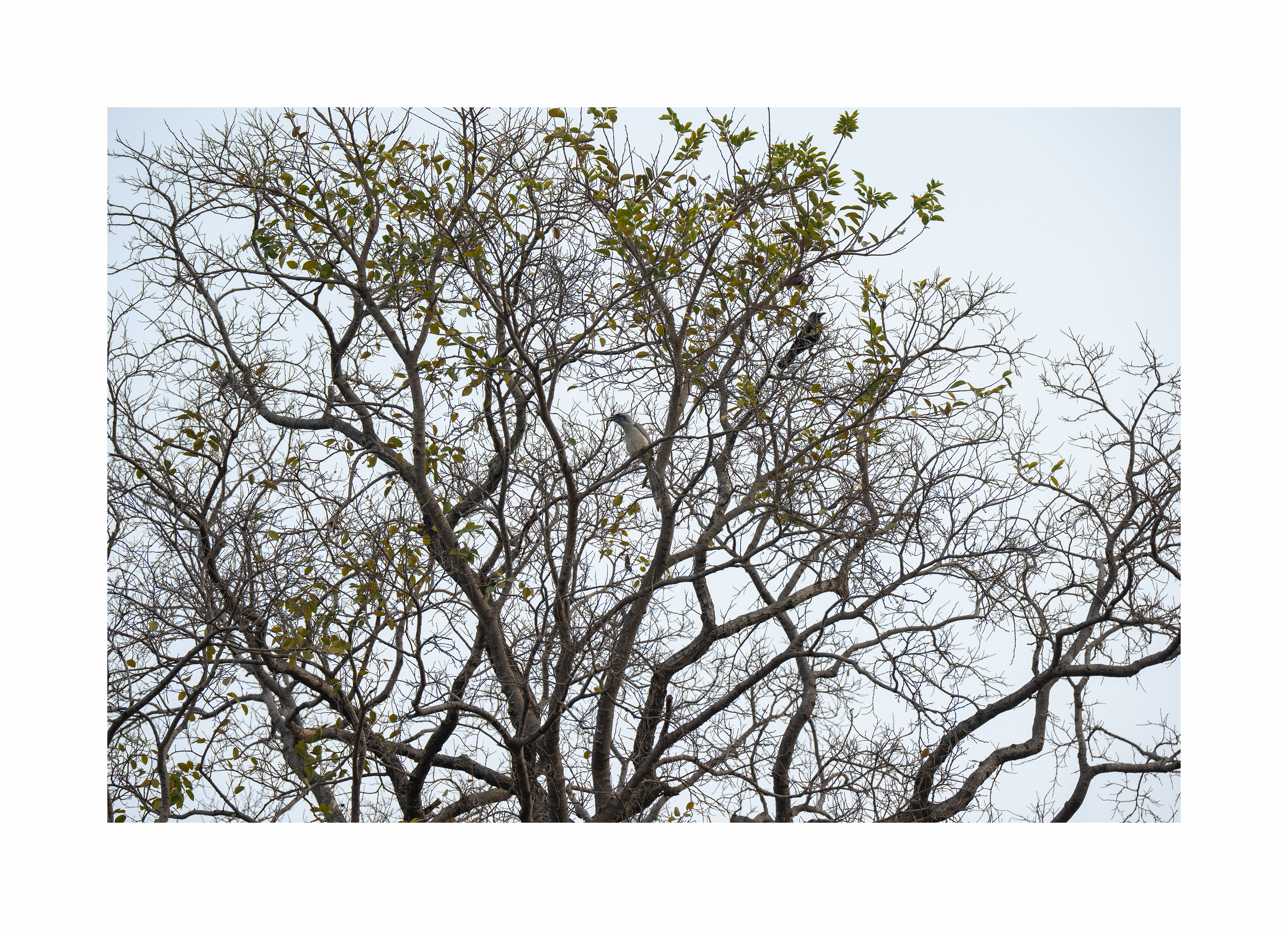 BPCL - Bina Biodiversity Study 18